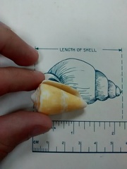 Conus spurius