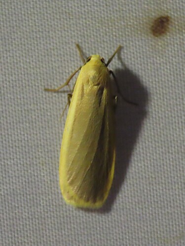 Common Footman