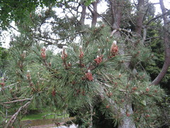 Pinus