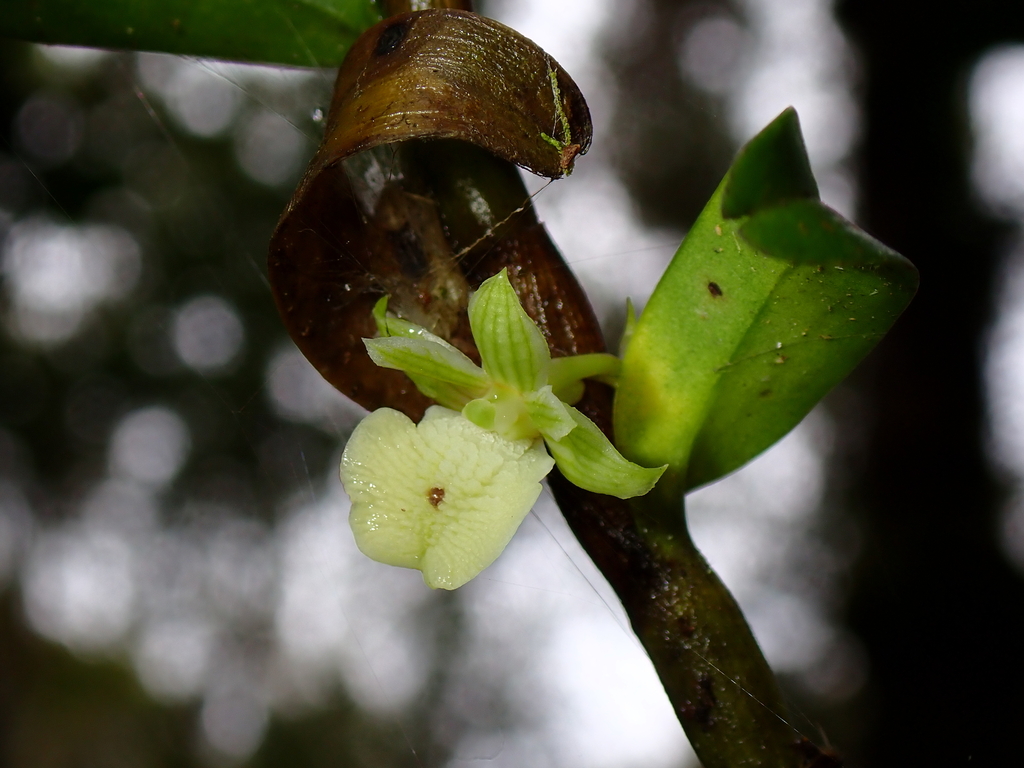 Dendrobium connatum (Blume) Lindl. 4