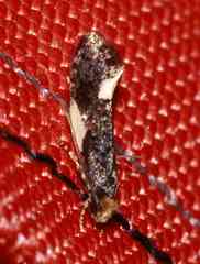 Monopis spilotella