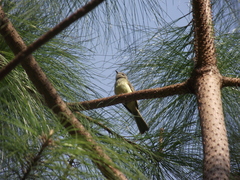 Myiopagis viridicata