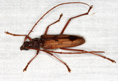 Phoracantha acanthocera