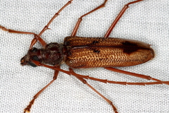 Phoracantha acanthocera