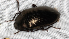 Platyphanes