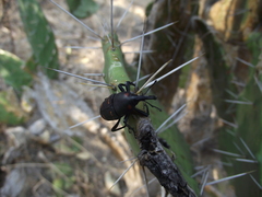 Cactophagus spinolae