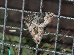 Lampropteryx chalybearia