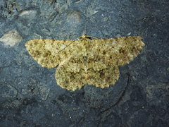 Racotis boarmiaria