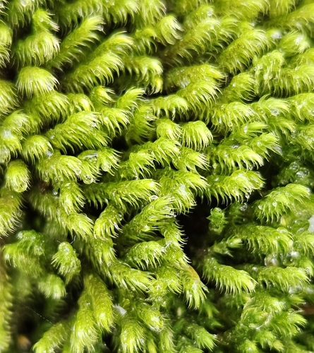 Thick-nerved Apple-moss (Philonotis calcarea)