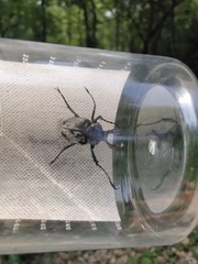 Dicronocephalus adamsi