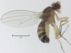 Scaptomyza elmoi