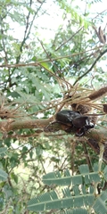 Xylotrupes gideon gideon