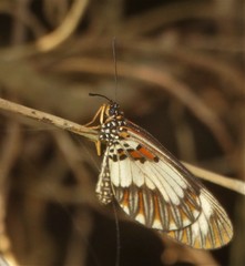 Acraea cabira