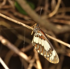 Acraea cabira