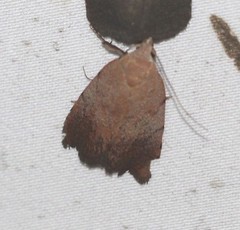 Tortricopsis semijunctella