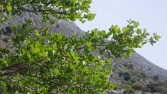 Acer sempervirens, photograph (c) fmunoz, some rights reserved (CC BY)
