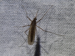 Culiseta inornata