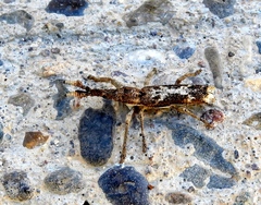 Ulocerus mexicanus