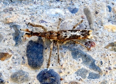 Ulocerus mexicanus