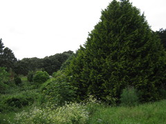Chamaecyparis lawsoniana