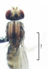 Scaptomyza elmoi