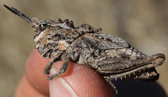 Dracotettix monstrosus