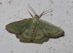 Metallochlora lineata