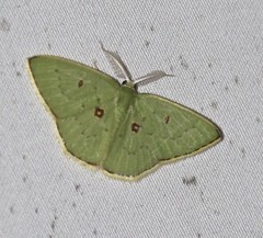 Comostola leucomerata