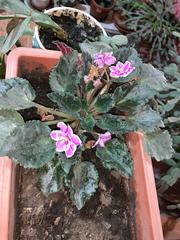 Streptocarpus ionanthus