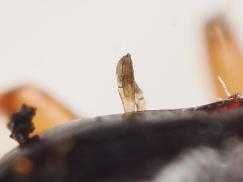 Laboulbenia flagellata