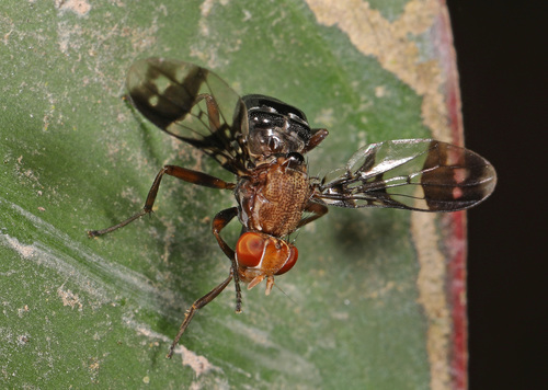 Automola atomaria