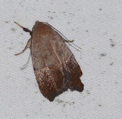 Tortricopsis semijunctella