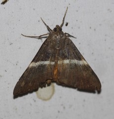 Oxyodes tricolor