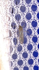 Culiseta inornata