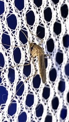 Culiseta inornata