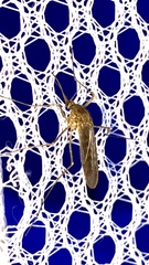 Culiseta inornata