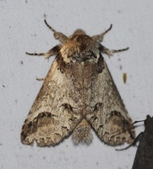 Antithemerastis acrobela