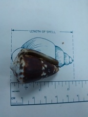 Conus regius