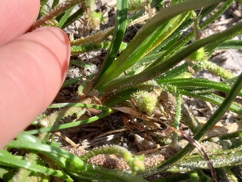 Trachyandra scabra