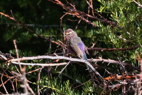 White-browed Tit-warbler (Leptopoecile sophiae), photo 7