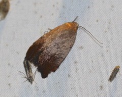 Tortricopsis semijunctella