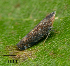 Scaphytopius loricatus