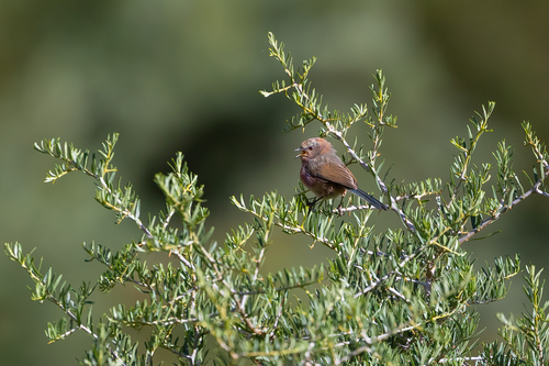 White-browed Tit-warbler (Leptopoecile sophiae), photo 8