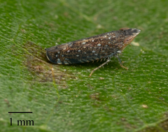 Scaphytopius loricatus