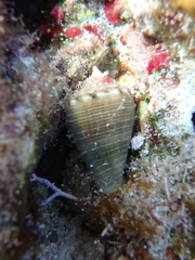 Conus mus