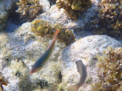 Halichoeres maculipinna