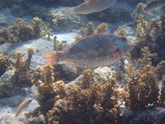 Sparisoma chrysopterum