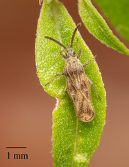 Teleonemia scrupulosa