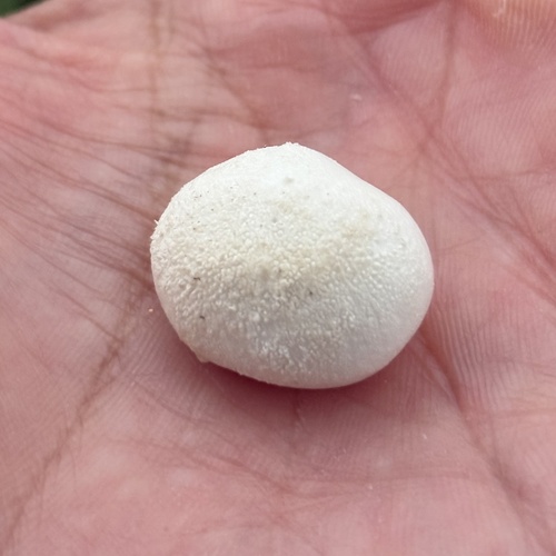 Lycoperdon pratense