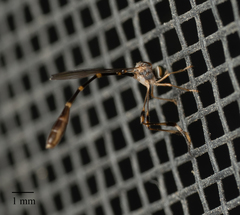 Leptopteromyia americana